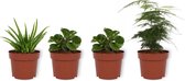 Set van 4 Kamerplanten - 2x Peperomia Green Gold & 1x Asparagus Plumosus & 1x Aloë Vera - ± 25cm hoog - 12cm diameter