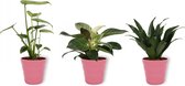 Set van 3 Kamerplanten - Philodendron White Wave & Monstera Deliciosa & Draceana Compacta  - ±  30cm hoog - 12cm diameter - in roze pot