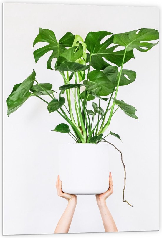 Forex - Witte Plantenpot op Handen - 60x90cm Foto op Forex