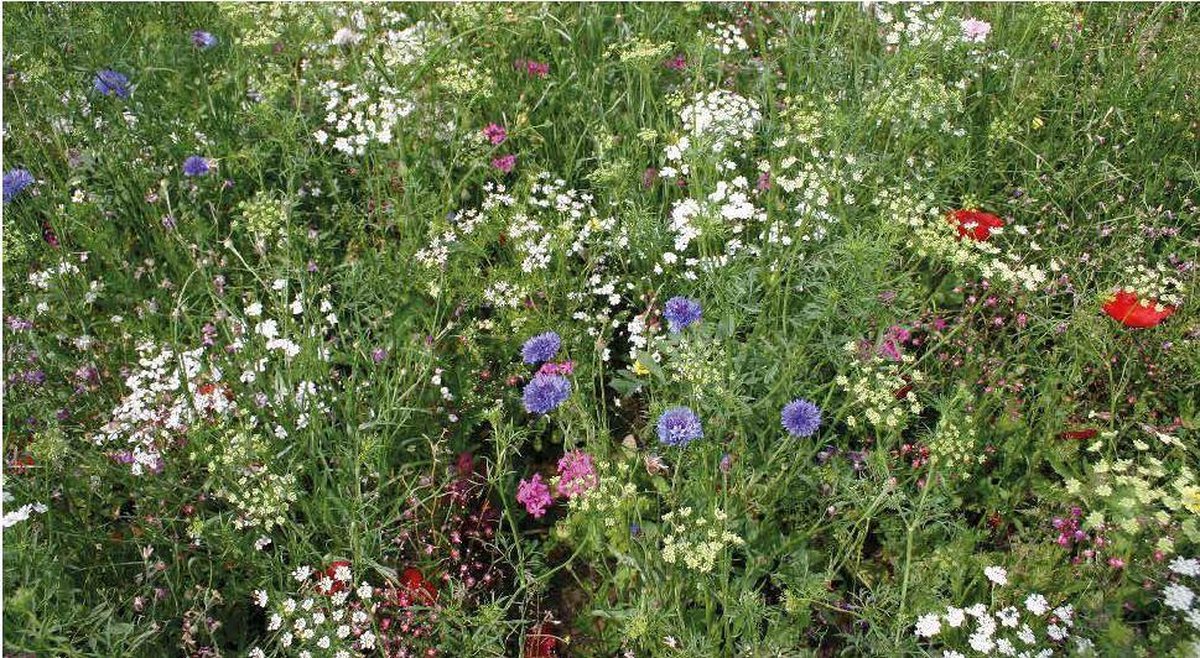 ROMANTIC - Veldbloemenmengsel Een- & meerjarig (wildbloemen) – Advanta – 500 gr