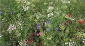 ROMANTIC - Veldbloemenmengsel Een- & meerjarig  (wildbloemen) – Advanta – 500 gr