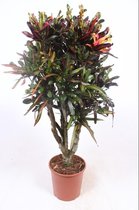 Kamerplant van Botanicly – Croton – Hoogte: 110 cm – Codiaeum variegatum Mammi