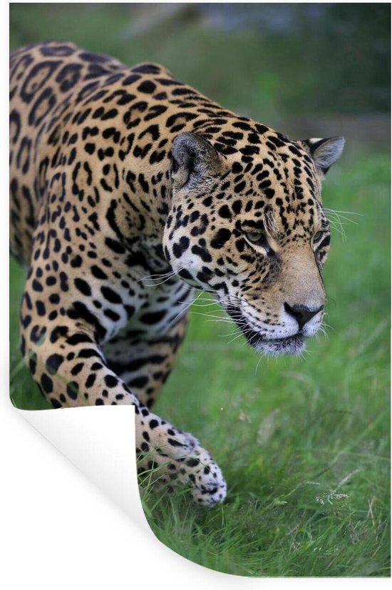 Sticker Muursticker Jaguars - jaguar se faufile dans l'herbe - 60x90 cm -  film adhésif