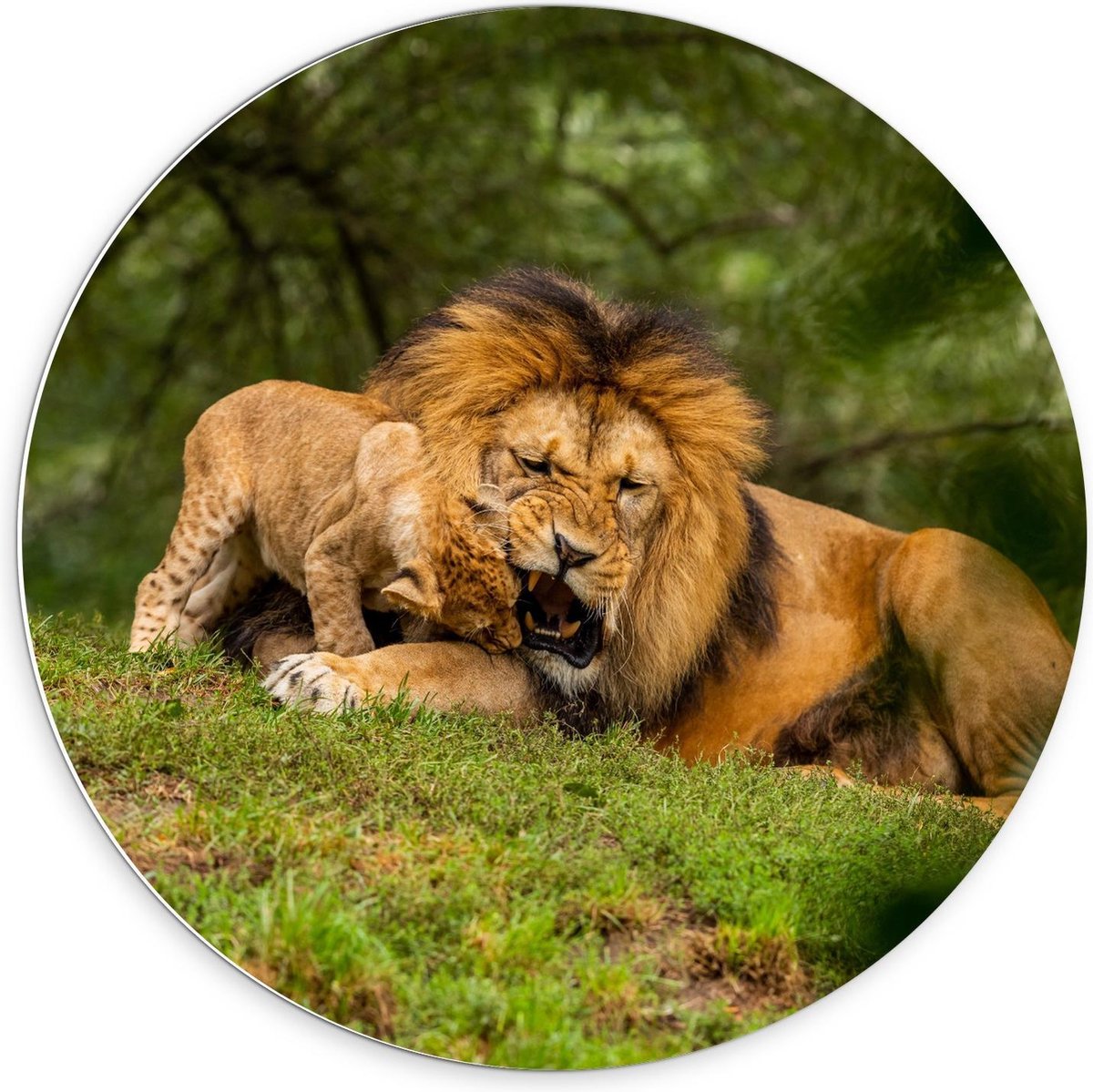 Forex Wandcirkel - Baby Leeuwtje bij Moeder op het Gras - 70x70cm Foto op Wandcirkel (met ophangsysteem)