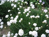 6x Engels gras (Armeria maritima 'Alba') - P9 pot (9x9)