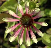 6x Zonnehoed (Echinacea Green envy) - P9 pot (9x9)