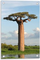 Tuinposter – Baobab Boom in Groot Grasveld - 40x60cm Foto op Tuinposter  (wanddecoratie voor buiten en binnen)