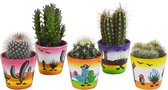 Cactus mix in Mexicaanse pot | 5 stuks | Ø 6 cm |  8-13 cm