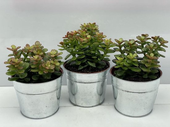 Succulent- Crassula Minor- zinken pot- 3 stuks- 12cmØ- ±16cm hoog
