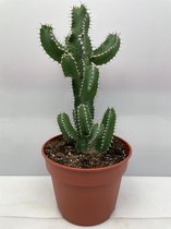 Cactus- Euphorbia Polyacantha- 17cmØ- ±35 cm hoog