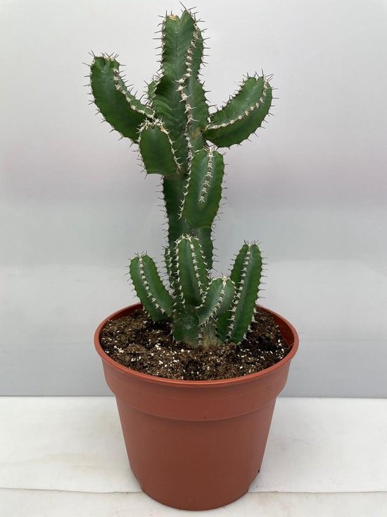 Cactus24- Euphorbia Polyacantha- 17cm pot- 30-40cm Hoog- Kamerplant