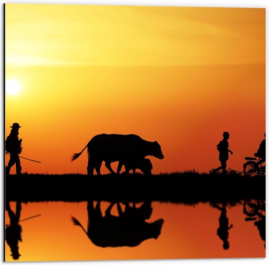 Dibond - Grazende Koeien tijdens Zonsondergang - 50x50cm Foto op Aluminium (Met Ophangsysteem)