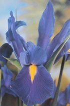 Iris Hollandica Blue Star 50 stuks Hollandse Irissen