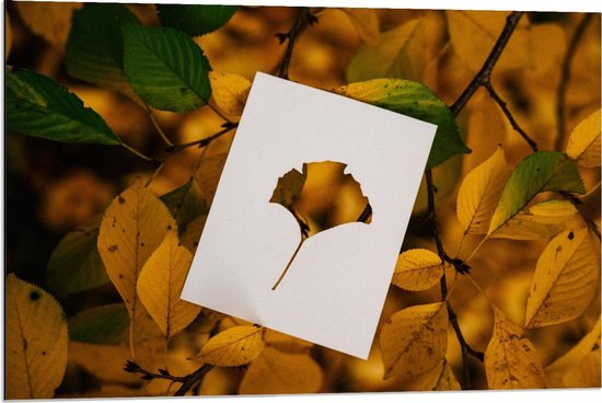 Dibond - Gele Bladeren met Wit Blad - 90x60cm Foto op Aluminium (Wanddecoratie van metaal)