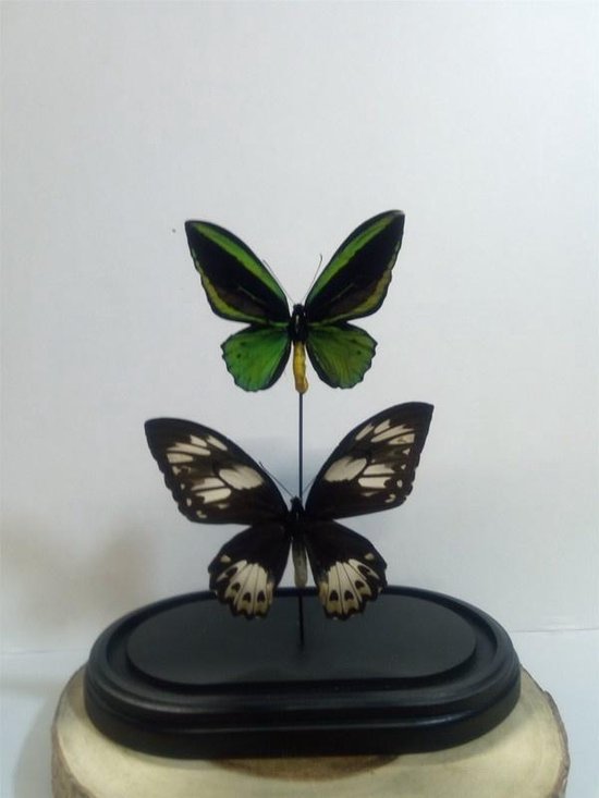 Stolp met Ornithoptera Priamus Poseidon M/V (2)