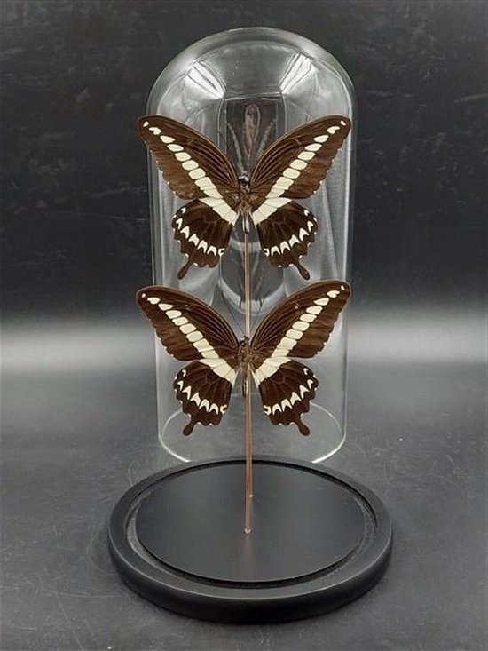 Stolp met Papilio Lormieri (2)