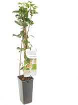Witte Bes | Ribes rubrum 'Witte Parel' | ca. 60cm hoog