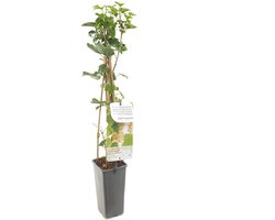 Witte Bes - Ribes rubrum 'Witte Parel' - bessenstruik - klein fruit - ca. 60cm hoog