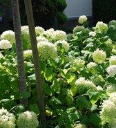 10 stuks | Bolhortensia 'Annabelle' Pot 60-80 cm - Bladverliezend - Bloeiende plant - Geschikt als lage haag - Informele haag