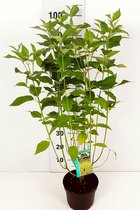 10 stuks | Kornoeltje Pot 40-60 cm Extra kwaliteit - Bloeiende plant - Geschikt als hoge haag - Groeit breed uit - Informele haag - Bladverliezend