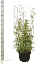 10 stuks | Fargesia jiuzhaigou Pot 80-100 cm - Groeit breed uit - Prachtige herfstkleur - Snelle groeier - Zeer winterhard