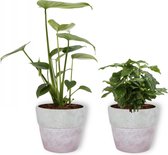 Set van 2 Kamerplanten - Monstera Deliciosa & Coffea Arabica  ±  30cm hoog - 12cm diameter - in betonnen lila pot