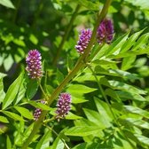 Zoethout plant