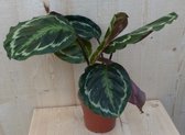 Calathea Medaillon Pauwenplant donkergroen groot blad 30 cm