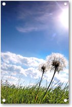 Paardebloemen in de wei op een zonnige dag - Tuinposter 80x120 - Wanddecoratie - Besteposter - Landschap - Natuur - Bloemen