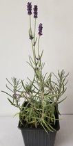 4 x Lavandula angustifolia 'Hidcote' - Lavendel in pot 9 x 9 cm
