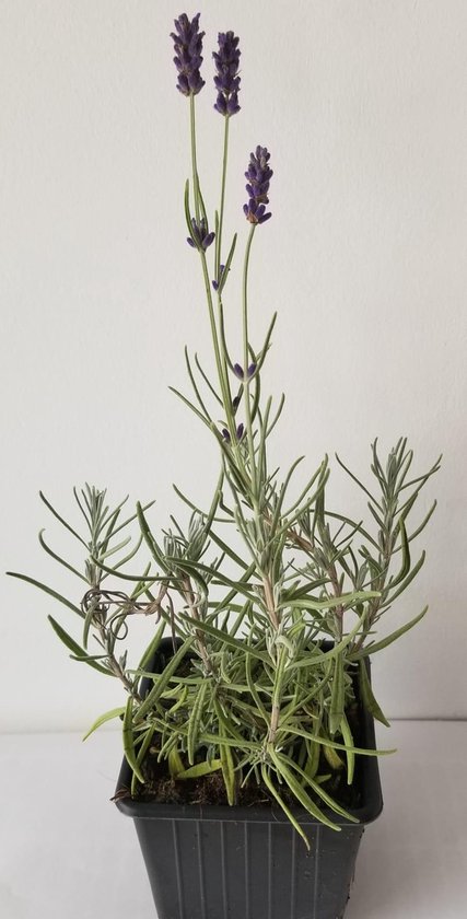 4 x Lavandula angustifolia 'Hidcote' - Lavendel in pot 9 x 9 cm - Groendecor Tuinarchitectuur