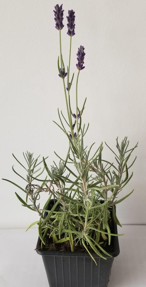 Lavande Hidcote En Pot - 6 Plants, Fleurs Bleu-violet, Parfaite Pour Bordures Et Pots