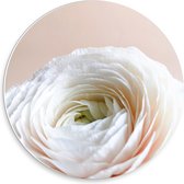 Forex Wandcirkel - Wit/Roze gemengde Roos - 30x30cm Foto op Wandcirkel (met ophangsysteem)