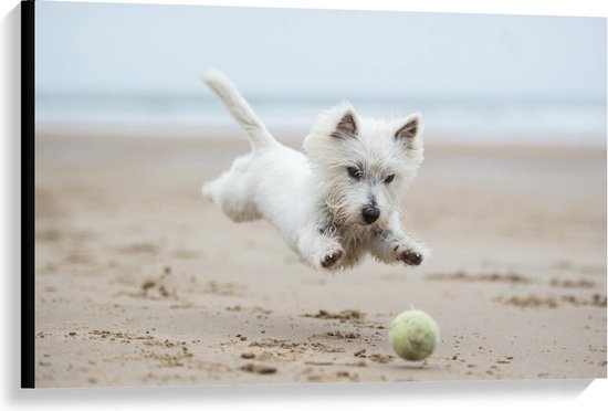 Canvas  - Klein Wit Blij Hondje met Bal op Strand - 90x60cm Foto op Canvas Schilderij (Wanddecoratie op Canvas)