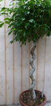 Ficus Spiraal 120 cm