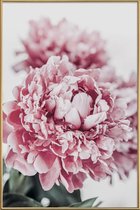 JUNIQE - Poster met kunststof lijst Peony in Focus -30x45 /Grijs &