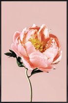 JUNIQE - Poster met kunststof lijst Coral Peony -13x18 /Roze