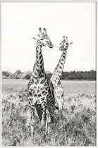JUNIQE - Poster in kunststof lijst Giraffenpaar -20x30 /Grijs & Wit