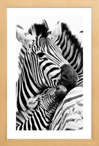 JUNIQE - Poster in houten lijst Zebras -60x90 /Wit & Zwart