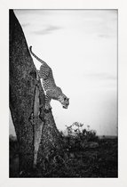 JUNIQE - Poster met houten lijst Pouncing Leopard -13x18 /Wit & Zwart