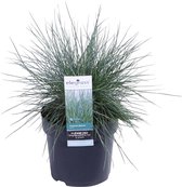 Buitenplant Schapengras - Mooi zilver-blauwe schapengras - Staat goed en valt op in elke tuin Ø 14 cm - Hoogte 30 cm (waarvan +/- 25 cm plant en 15 cm pot)