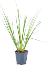 XL Cortaderia 'Pumila' - Pampasgras per 2 stuks - Buitenplant in kwekerspot ⌀17 cm - ↕25 cm