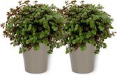 2x Kamerplant Callisia Turtle - Schildpadplant ± 20cm hoog - 12cm diameter - in zilverkleurige pot