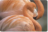 Muismat Flamingo  - Twee flamingo's die naast elkaar staan muismat rubber - 60x40 cm - Muismat met foto
