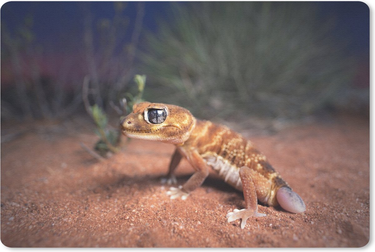 Muismat Baby Dieren - Jonge knopstaartgekko muismat rubber - 60x40 cm - Muismat met foto