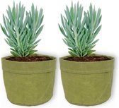 2x Kamerplant Senecio Curio Mount Everest - ± 25cm hoog – 12 cm diameter - in groene sierzak