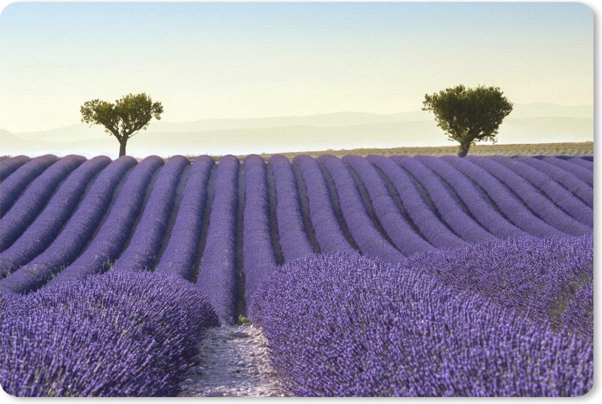 Muismat De lavendel - Rollende heuvels met bomen op lavendelveld muismat rubber - 60x40 cm - Muismat met foto