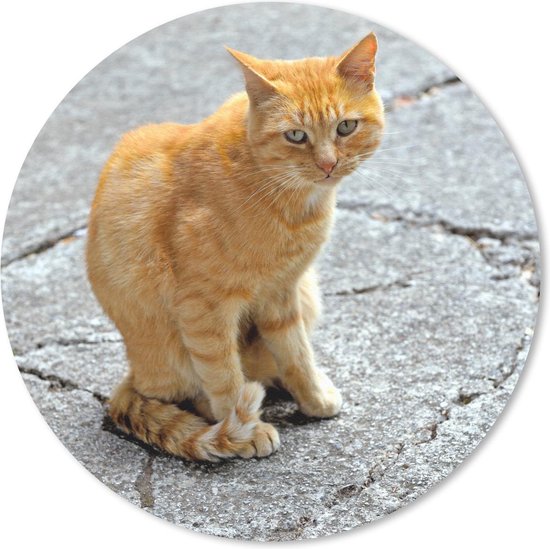 frequentie Bende exotisch Muismat Katten - Rode kat op straat Muismat rond - 30x30 cm - Muismat met  foto | bol.com