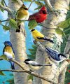 Kleurrijke Vogels