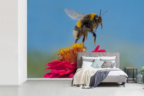 Papier peint photo vinyle - Bourdon flottant au-dessus d'une plante de Zinnia rose largeur 420 cm x hauteur 280 cm - Tirage photo sur papier peint (disponible en 7 tailles)